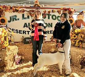 HJ Showstock Winners